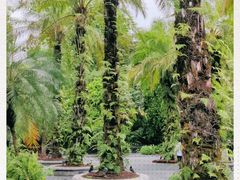 -新加坡植物园