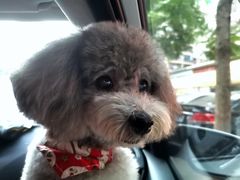 -宠颐生猫科·内科皮肤科(西平世纪城店)