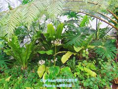 -北京植物园-展览温室