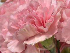 -来之顺海鲜菜馆·青岛菜·始于1993(栈桥店)