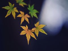 -花开海上生态园