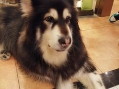 -more than meow吴止猫主题餐厅(承德 中船汇店)