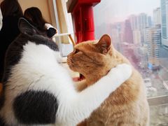 -Catmate·猫肥家润(金润铂宫店)