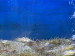 -小铜锣湾海鲜家常菜馆(河西店)