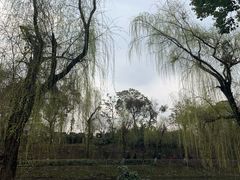 -老桂湖公园-杨升庵博物馆