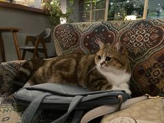 -咖法森林·咖啡  酒吧(天河店)