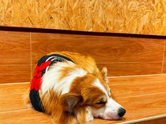 -和它·交个朋友·狗咖猫咖(爱琴海店)