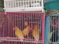 -曲阳花鸟市场(曲阳路店)