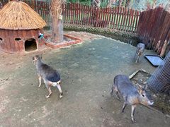 -呀路古热带植物园
