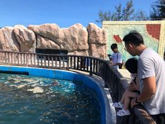 -广东惠东海龟国家级自然保护区
