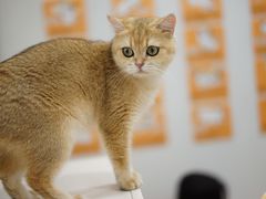 -有喵·猫咖·狗咖·40+猫狗有小奶狗(岗厦店)