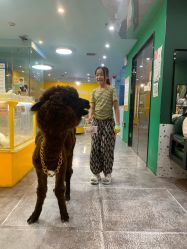 点击看大图 -神奇动物撸宠馆·羊驼·小浣熊·异宠(豫园店)