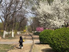 -永定河休闲森林公园