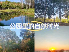 -合肥滨湖国家森林公园