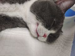 -灵美宠物诊所