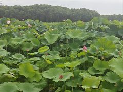 -梁鸿国家湿地公园