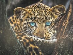 -罗红摄影艺术馆