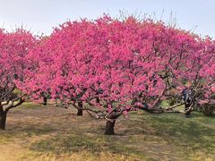 -莲花池公园