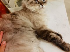-共舞时光猫咖·狗咖(新街口店)