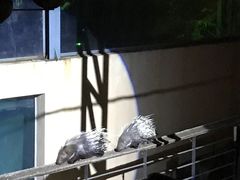 -清迈夜间动物园
