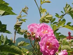 -杭州西湖风景名胜区-满觉陇四眼井