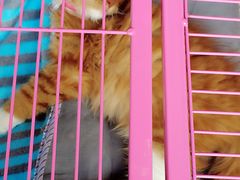 -杜勒瓦DIY烘焙&个性化蛋糕定制