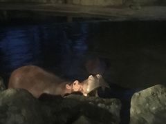 -清迈夜间动物园