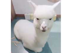 -藦茜花园宠物主题亲子互动体验馆(国顺东路店)