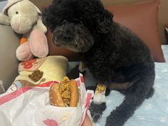 -康旭宠物医院(郑州总院)