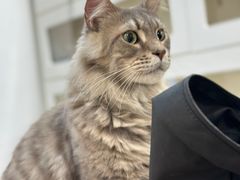 -楼上猫咖(罗湖店)