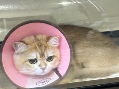 -谐和益家动物医院·免疫绝育·血液透析·宠保定点医院(高新伊藤分院)