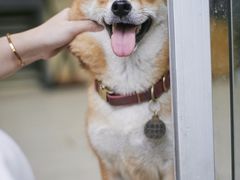-柴犬高等学院·狗咖·柴犬售卖·宠物训练