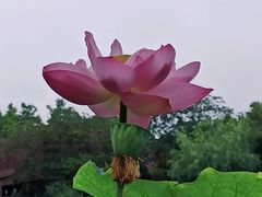 -陈家山荷花公园