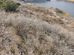 -广州市流溪河国家森林公园