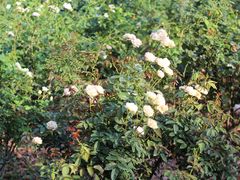 -人民公园(罗湖区)