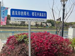 -高东镇樱花园