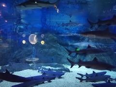 -烟台海昌鲸鲨海洋公园