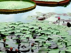 -国家植物园南园