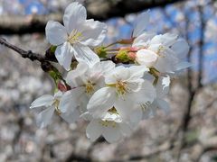 -武汉大学-樱园