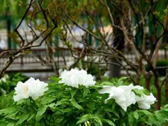 -莲花池公园