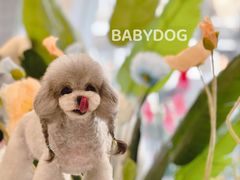 -BABYDOG宝贝狗宠物乐园(欧洲城店)