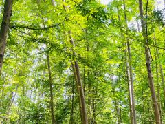 -桤木河湿地公园