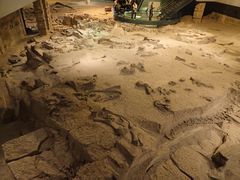 -自贡恐龙博物馆