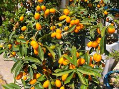 -金陵花卉交易市场