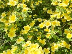 -天津东丽湖风景区