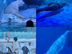 -海合安青岛极地海洋公园