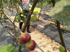 -银峰农庄·特色烧鸡·鲜无花果浸鸡