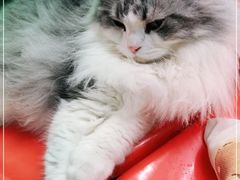 -猫咪博物馆(顶澳仔猫街店)