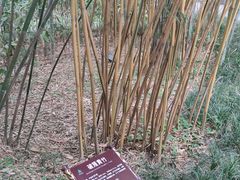 -望江楼公园