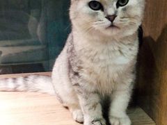 -BABIT巴比特宠物(MOMOPARK店)